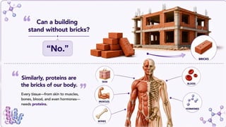 Proteins: Classification, Functions, Sources, Importance & Nutritional Requirements