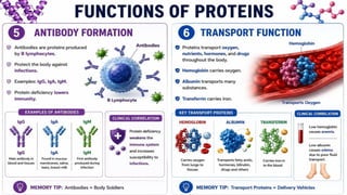 Proteins: Classification, Functions, Sources, Importance & Nutritional Requirements