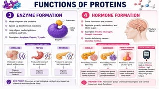 Proteins: Classification, Functions, Sources, Importance & Nutritional Requirements
