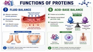 Proteins: Classification, Functions, Sources, Importance & Nutritional Requirements