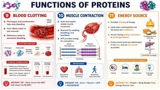 Proteins: Classification, Functions, Sources, Importance & Nutritional Requirements