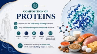 Proteins: Classification, Functions, Sources, Importance & Nutritional Requirements