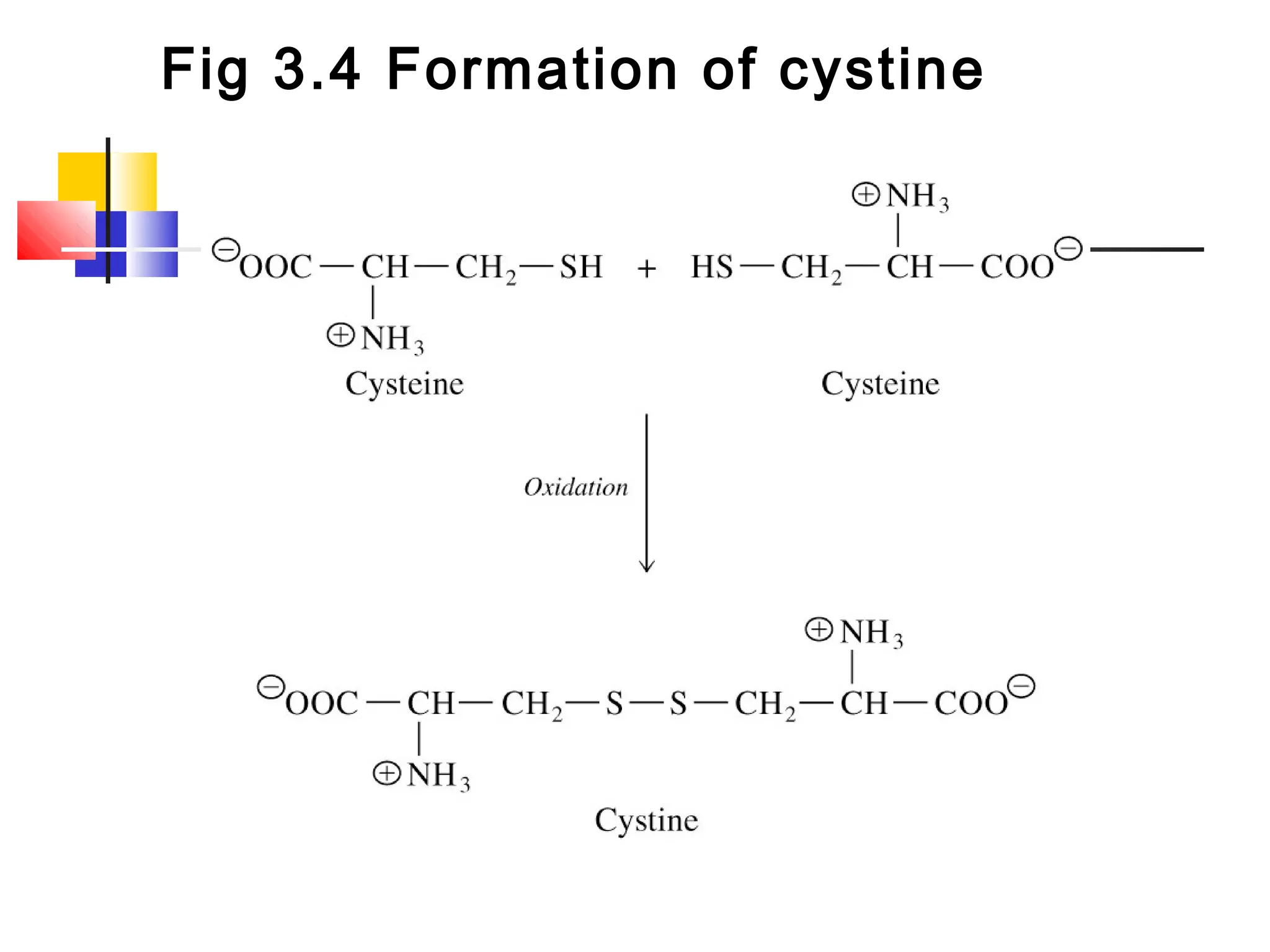Fig 3.4 Formation of cystine
 