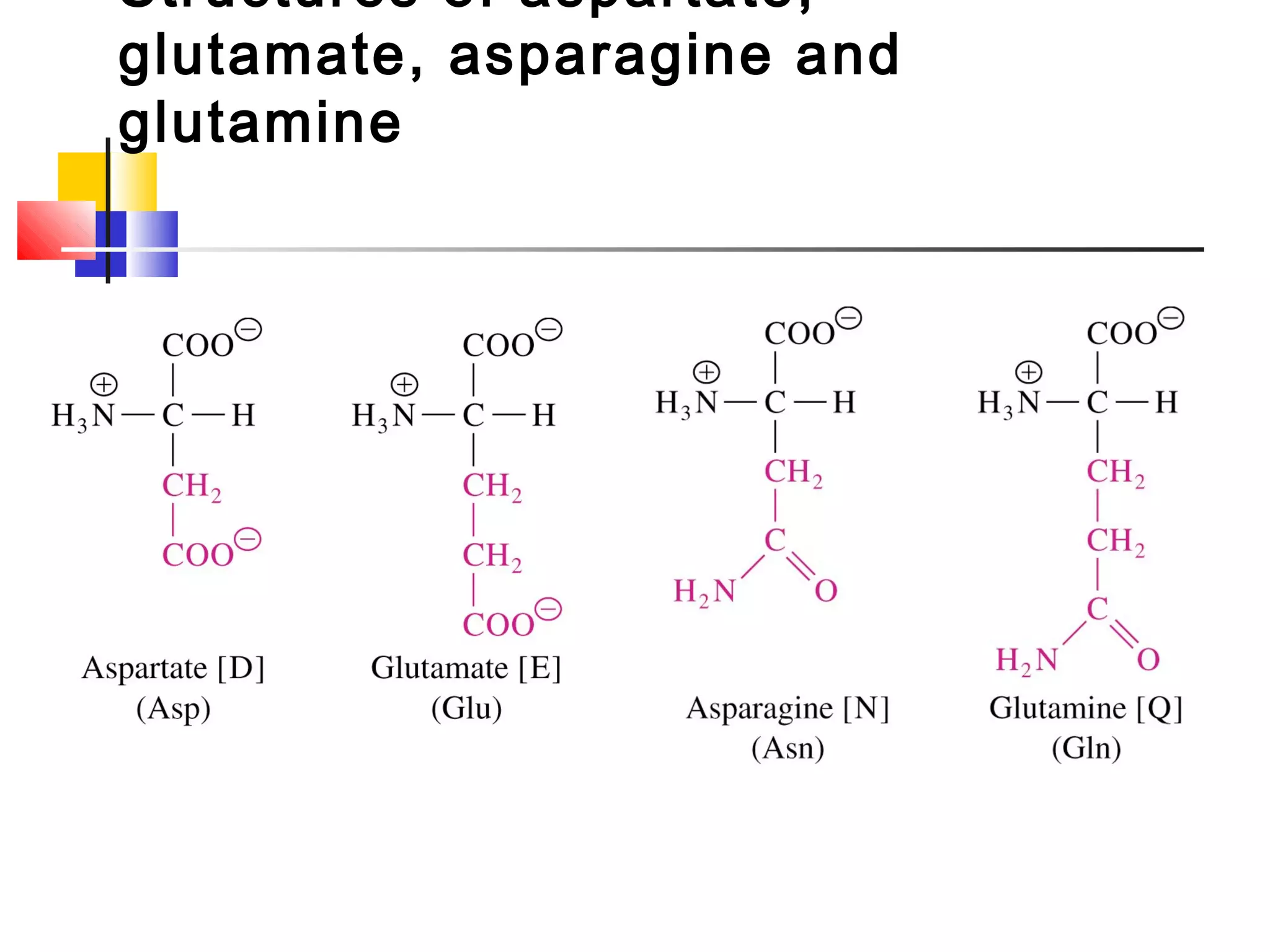 Structures of aspartate,
glutamate, asparagine and
glutamine
 