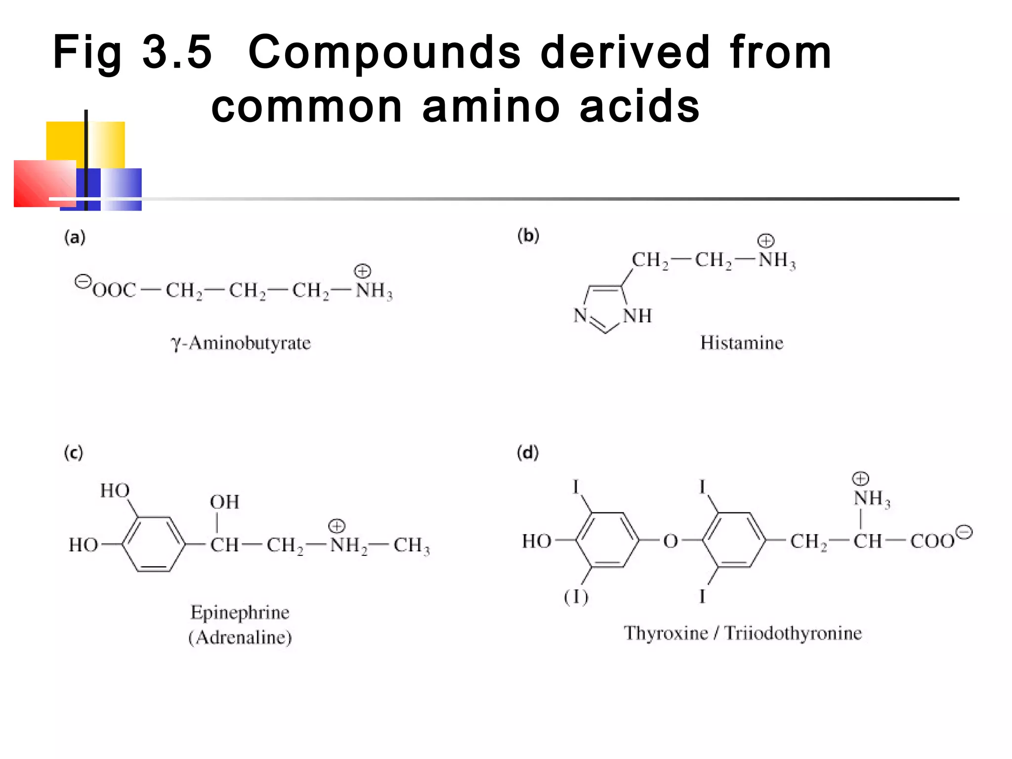 Fig 3.5 Compounds derived from
common amino acids
 