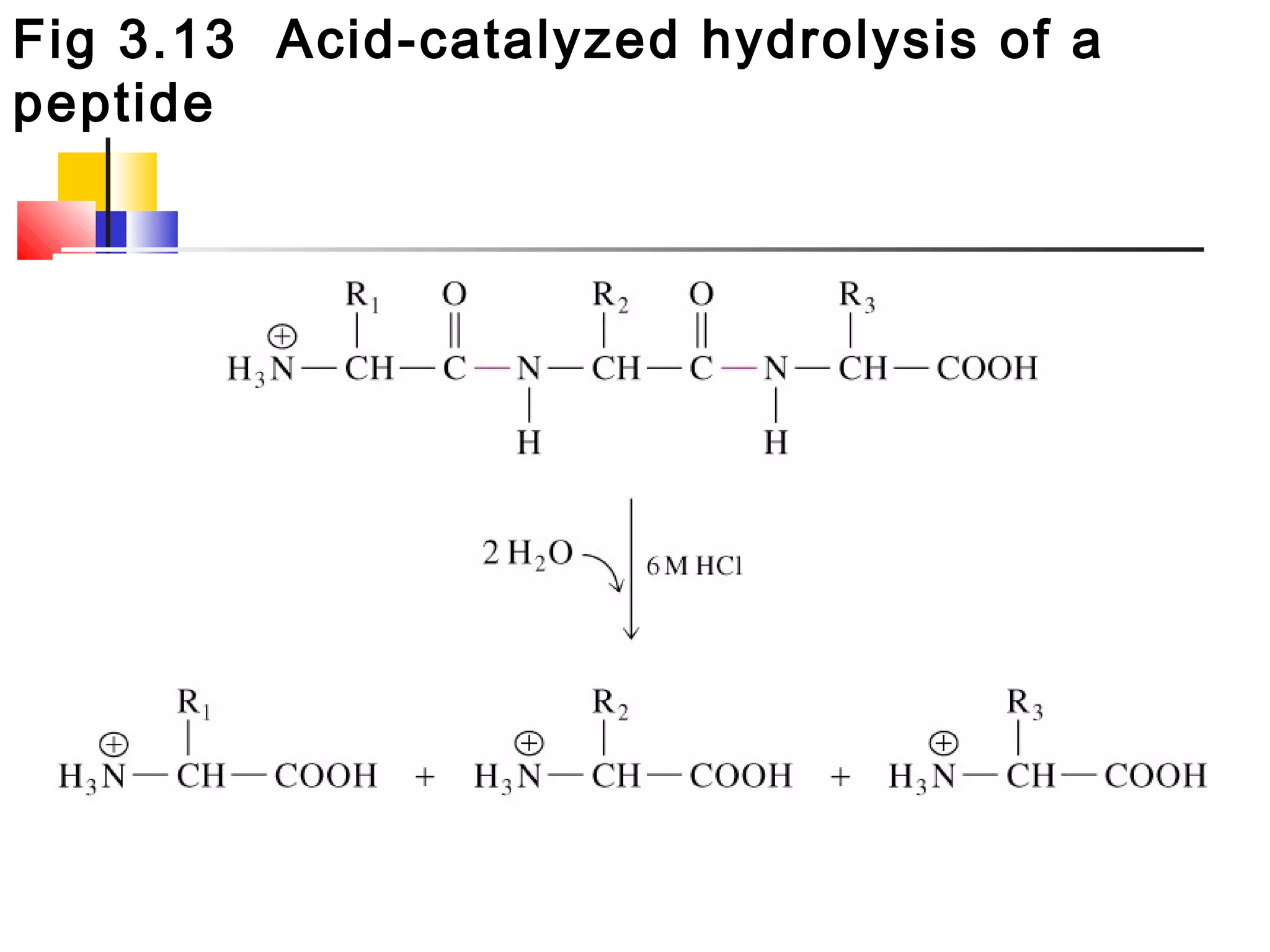 Fig 3.13 Acid-catalyzed hydrolysis of a
peptide
 