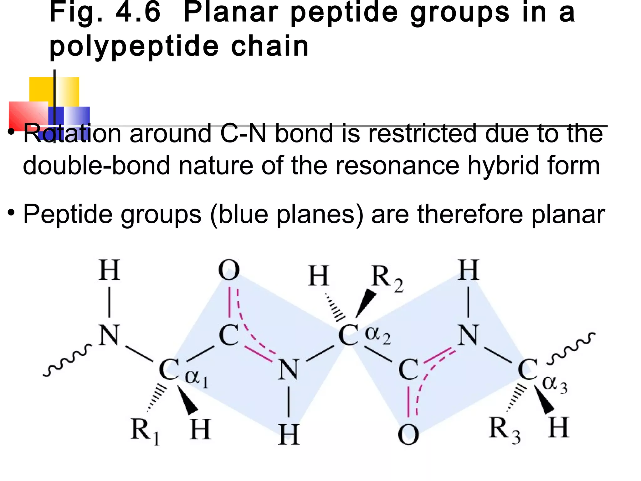Fig. 4.6 Planar peptide groups in a
polypeptide chain
• Rotation around C-N bond is restricted due to the
double-bond nature of the resonance hybrid form
• Peptide groups (blue planes) are therefore planar
 