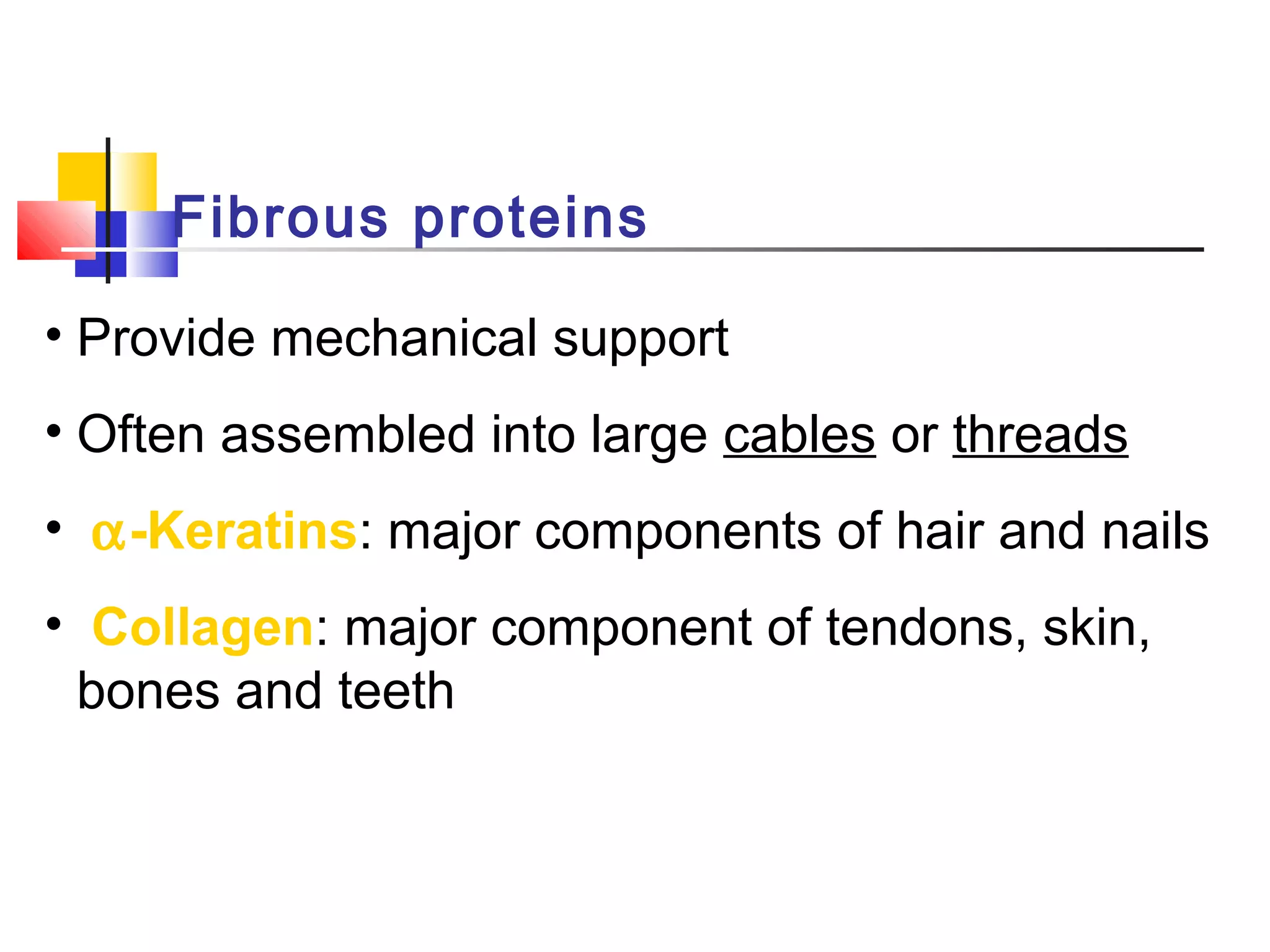 Fibrous proteins
• Provide mechanical support
• Often assembled into large cables or threads
• α-Keratins: major components of hair and nails
• Collagen: major component of tendons, skin,
bones and teeth
 