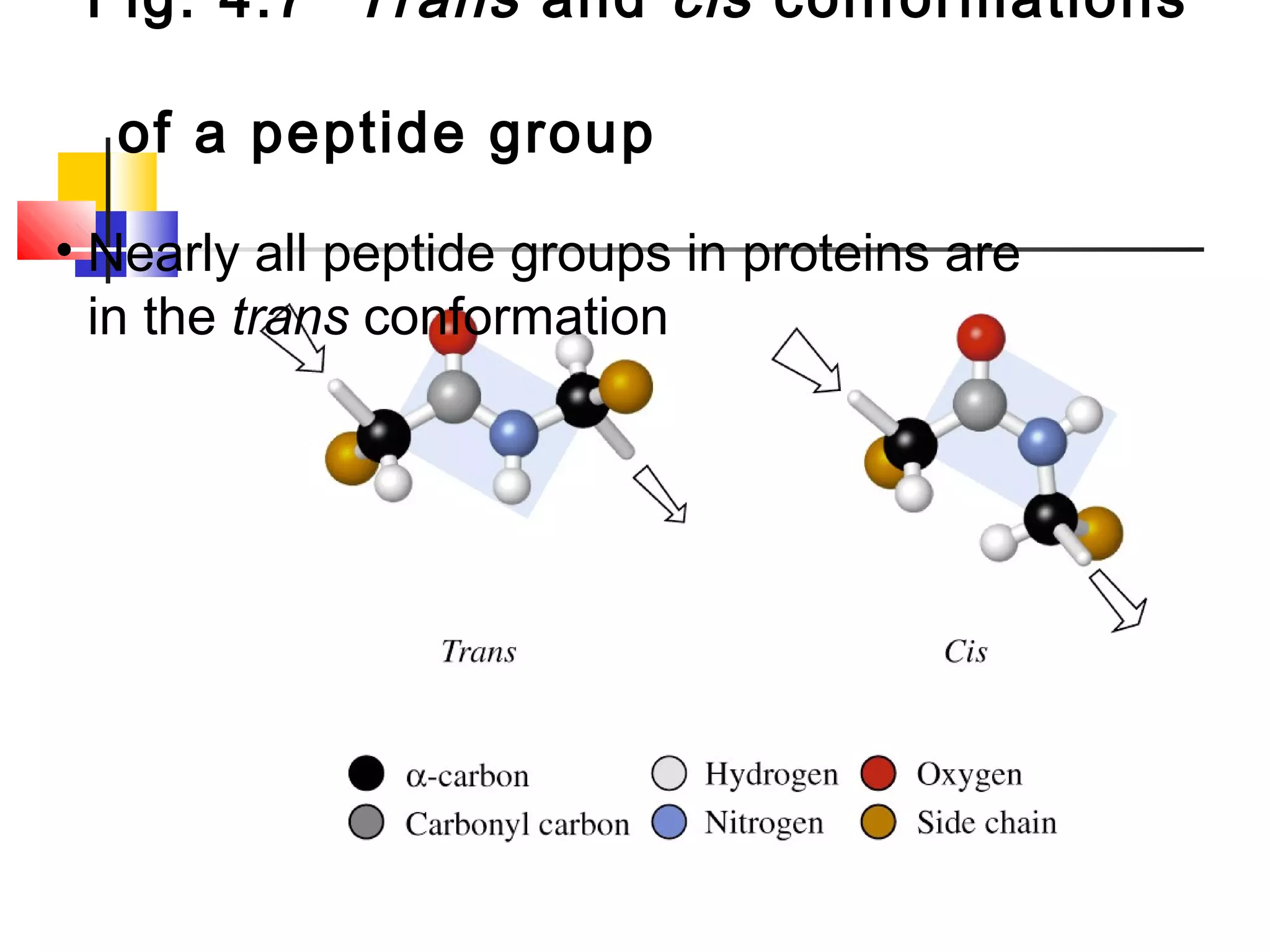 Fig. 4.7 Trans and cis conformations
of a peptide group
• Nearly all peptide groups in proteins are
in the trans conformation
 