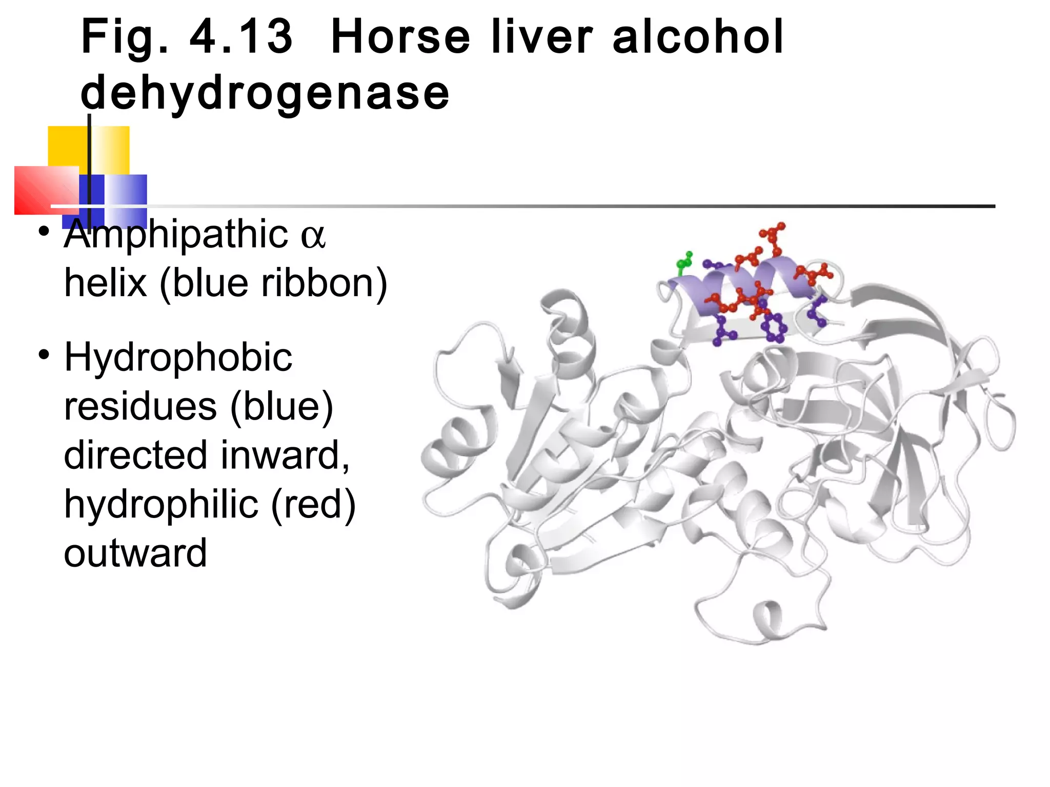 Fig. 4.13 Horse liver alcohol
dehydrogenase
• Amphipathic α
helix (blue ribbon)
• Hydrophobic
residues (blue)
directed inward,
hydrophilic (red)
outward
 