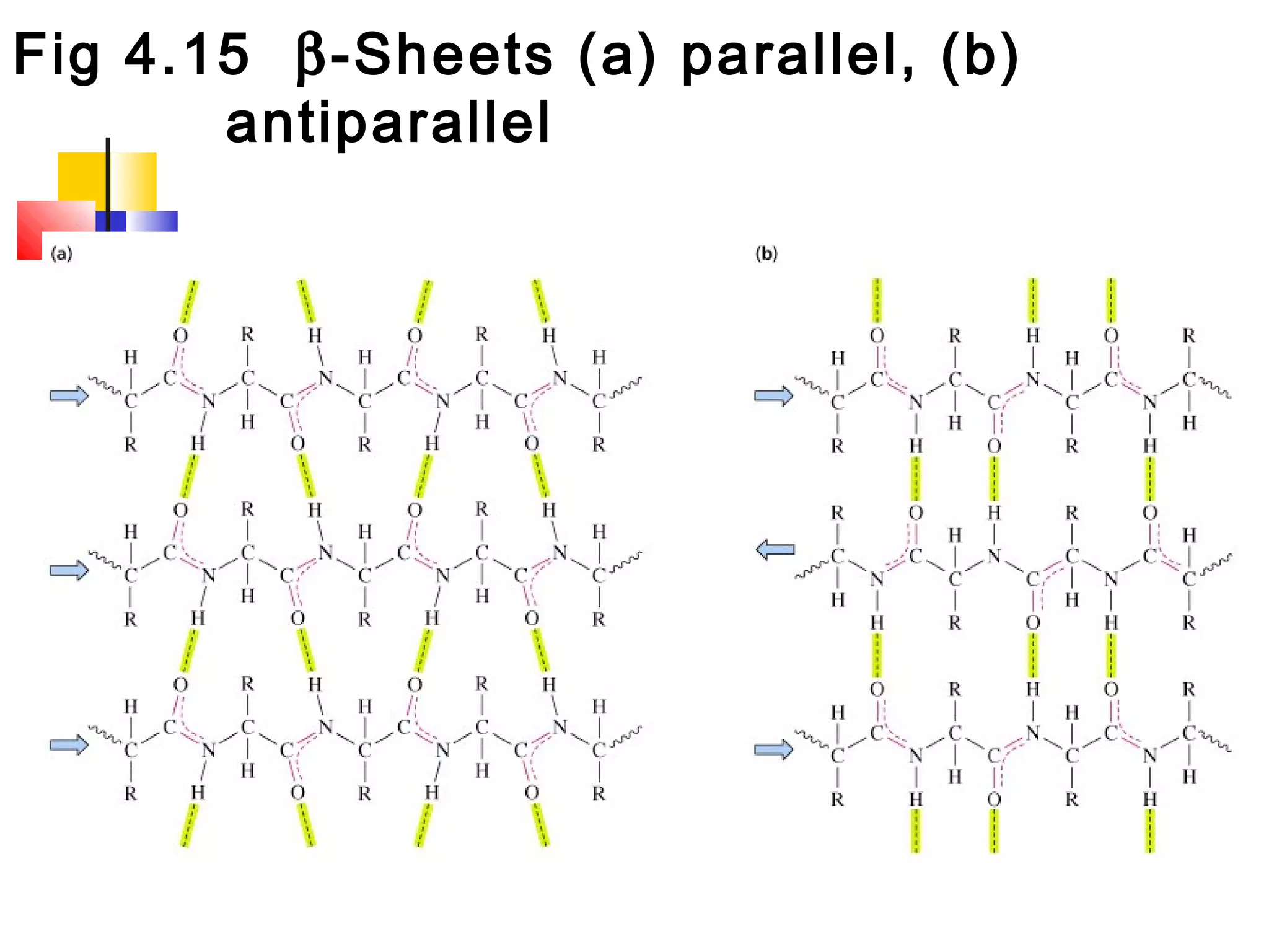 Fig 4.15 β-Sheets (a) parallel, (b)
antiparallel
 