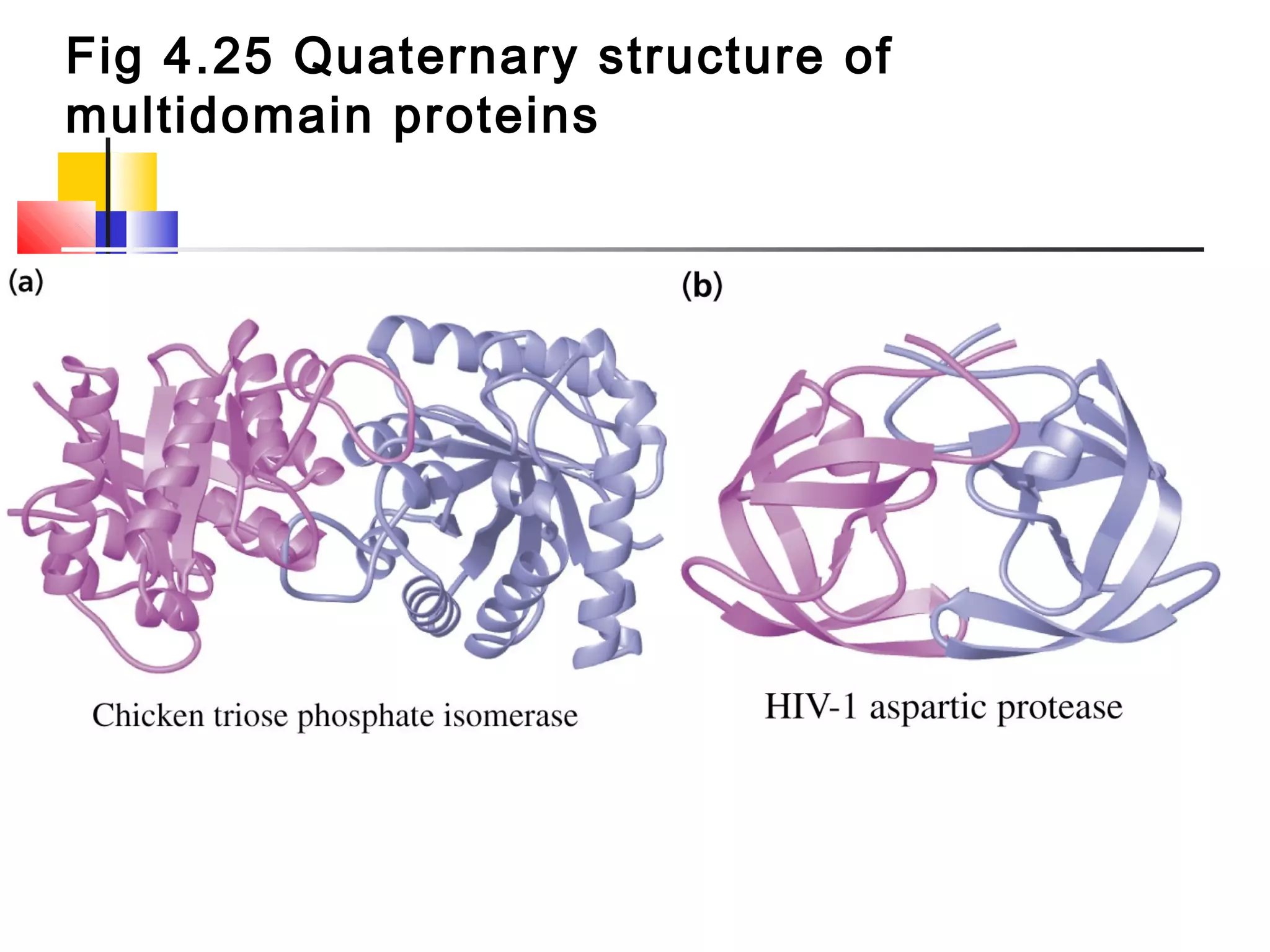 Fig 4.25 Quaternary structure of
multidomain proteins
 
