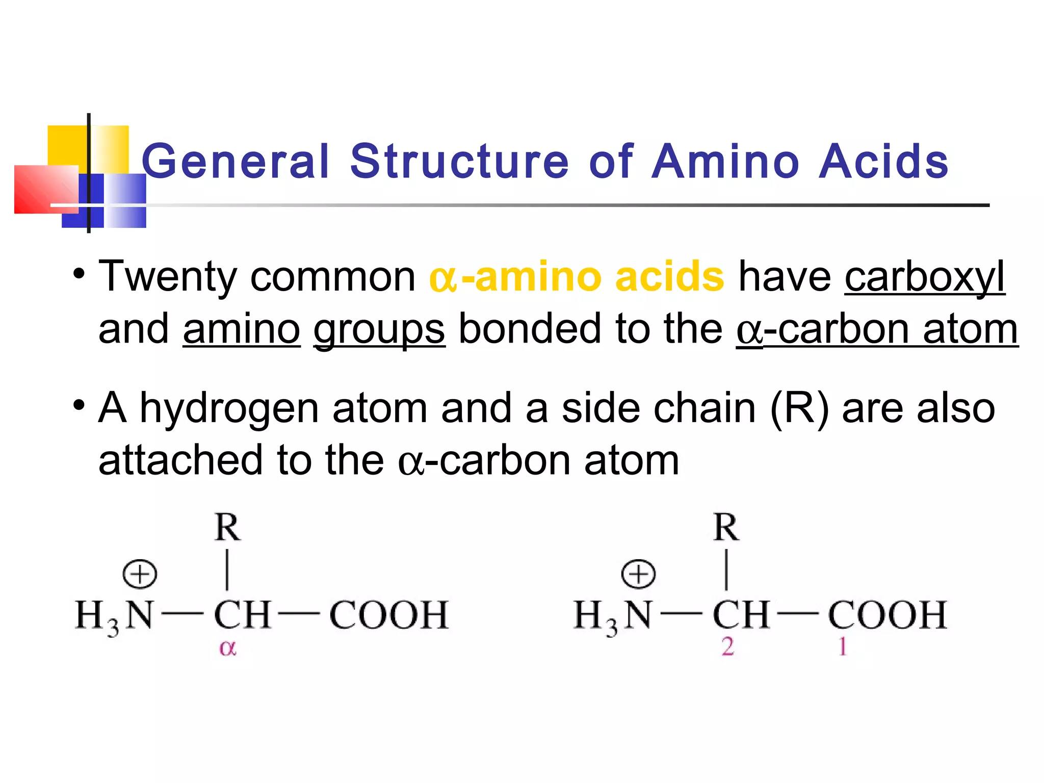 General Structure of Amino Acids
• Twenty common α-amino acids have carboxyl
and amino groups bonded to the α-carbon atom
• A hydrogen atom and a side chain (R) are also
attached to the α-carbon atom
 