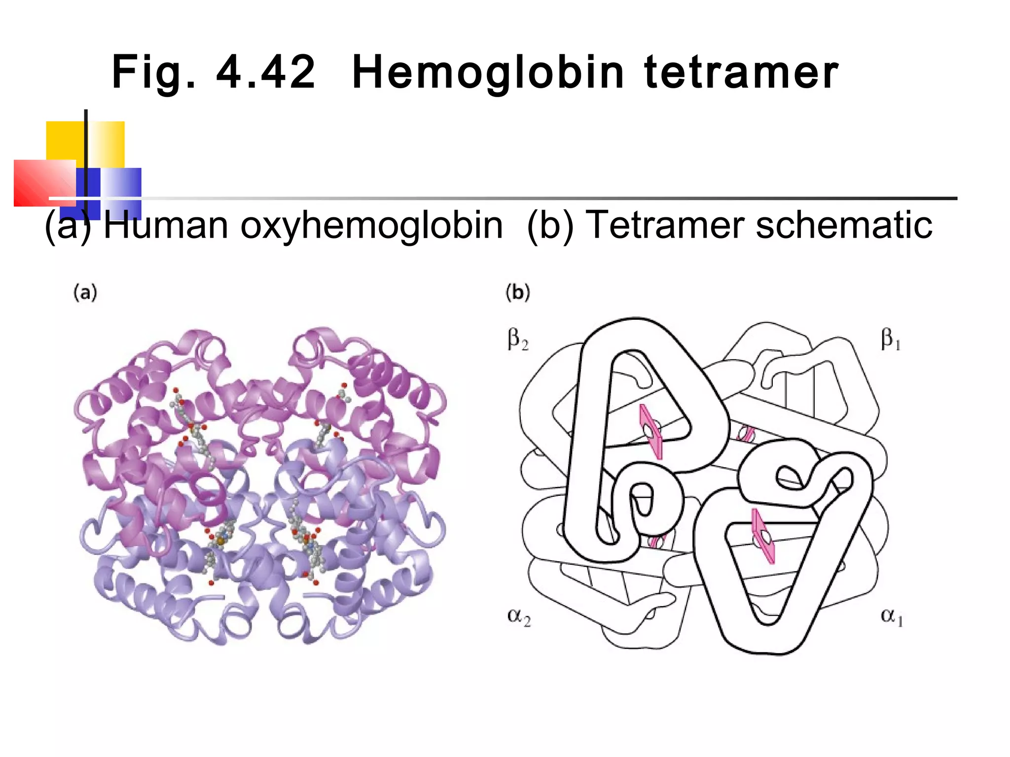 Fig. 4.42 Hemoglobin tetramer
(a) Human oxyhemoglobin (b) Tetramer schematic
 