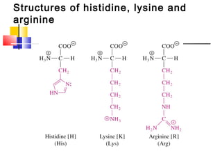 Structures of histidine, lysine and
arginine
 