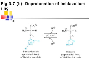 Fig 3.7 (b) Deprotonation of imidazolium
ring
 