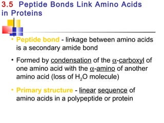 3.5 Peptide Bonds Link Amino Acids
in Proteins
• Peptide bond - linkage between amino acids
is a secondary amide bond
• Formed by condensation of the α-carboxyl of
one amino acid with the α-amino of another
amino acid (loss of H2O molecule)
• Primary structure - linear sequence of
amino acids in a polypeptide or protein
 