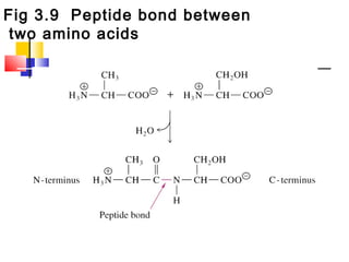 Fig 3.9 Peptide bond between
two amino acids
 