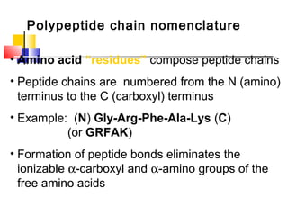 Polypeptide chain nomenclature
• Amino acid “residues” compose peptide chains
• Peptide chains are numbered from the N (amino)
terminus to the C (carboxyl) terminus
• Example: (N) Gly-Arg-Phe-Ala-Lys (C)
(or GRFAK)
• Formation of peptide bonds eliminates the
ionizable α-carboxyl and α-amino groups of the
free amino acids
 