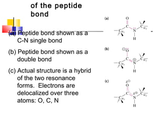 of the peptide
bond
(a) Peptide bond shown as a
C-N single bond
(b) Peptide bond shown as a
double bond
(c) Actual structure is a hybrid
of the two resonance
forms. Electrons are
delocalized over three
atoms: O, C, N
 