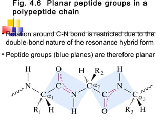 Fig. 4.6 Planar peptide groups in a
polypeptide chain
• Rotation around C-N bond is restricted due to the
double-bond nature of the resonance hybrid form
• Peptide groups (blue planes) are therefore planar
 