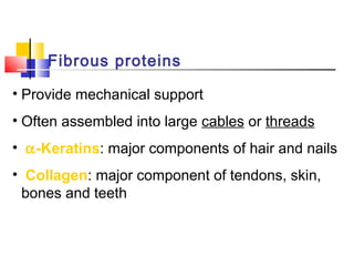 Fibrous proteins
• Provide mechanical support
• Often assembled into large cables or threads
• α-Keratins: major components of hair and nails
• Collagen: major component of tendons, skin,
bones and teeth
 