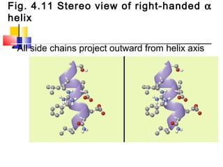 Fig. 4.11 Stereo view of right-handed α
helix
• All side chains project outward from helix axis
 
