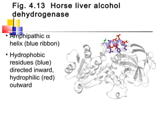 Fig. 4.13 Horse liver alcohol
dehydrogenase
• Amphipathic α
helix (blue ribbon)
• Hydrophobic
residues (blue)
directed inward,
hydrophilic (red)
outward
 