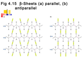 Fig 4.15 β-Sheets (a) parallel, (b)
antiparallel
 
