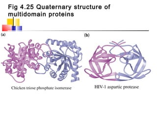 Fig 4.25 Quaternary structure of
multidomain proteins
 