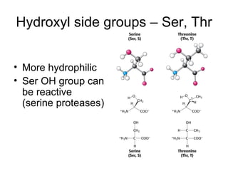 Hydroxyl side groups – Ser, Thr More hydrophilic Ser OH group can be reactive (serine proteases) 