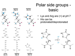 Lys and Arg are (+) at pH 7 His can be protonated/deprotonated Polar side groups - basic 