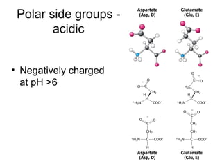 Polar side groups - acidic Negatively charged at pH >6 