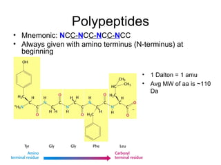 Polypeptides Mnemonic:  N C C- N C C- N C C- N CC Always given with amino terminus (N-terminus) at beginning 1 Dalton = 1 amu Avg MW of aa is ~110 Da 
