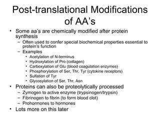 Post-translational Modifications of AA’s Some aa’s are chemically modified after protein synthesis Often used to confer special biochemical properties essential to protein’s function Examples Acetylation of N-terminus  Hydroxylation of Pro (collagen) Carboxylation of Glu (blood coagulation enzymes) Phosphorylation of Ser, Thr, Tyr (cytokine receptors) Sulfation of Tyr Glycosylation of Ser, Thr, Asn Proteins can also be proteolytically processed Zymogen to active enzyme (trypsinogen/trypsin) Fibrinogen to fibrin (to form blood clot) Prohormones to hormones Lots more on this later 