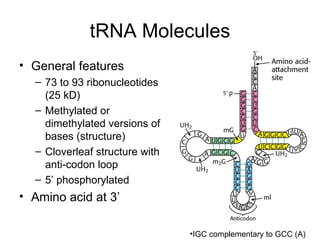 tRNA Molecules General features 73 to 93 ribonucleotides (25 kD) Methylated or dimethylated versions of bases (structure) Cloverleaf structure with anti-codon loop 5’ phosphorylated Amino acid at 3’ IGC complementary to GCC (A) 