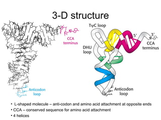 3-D structure L-shaped molecule – anti-codon and amino acid attachment at opposite ends CCA – conserved sequence for amino acid attachment 4 helices 
