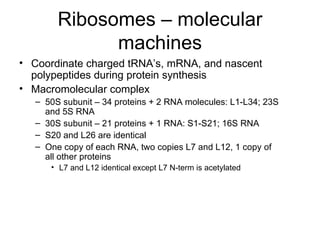 Ribosomes – molecular machines Coordinate charged tRNA’s, mRNA, and nascent polypeptides during protein synthesis Macromolecular complex 50S subunit – 34 proteins + 2 RNA molecules: L1-L34; 23S and 5S RNA  30S subunit – 21 proteins + 1 RNA: S1-S21; 16S RNA  S20 and L26 are identical One copy of each RNA, two copies L7 and L12, 1 copy of all other proteins L7 and L12 identical except L7 N-term is acetylated 