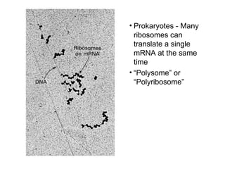 Prokaryotes - Many ribosomes can translate a single mRNA at the same time “ Polysome” or “Polyribosome”  