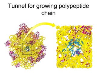 Tunnel for growing polypeptide chain 