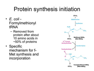 Protein synthesis initiation E. coli  - Formylmethionyl tRNA Removed from protein after about 10 amino acids in ~50% of proteins Specific mechanism for f-Met synthesis and incorporation 