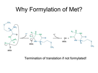 Why Formylation of Met? Termination of translation if not formylated! 