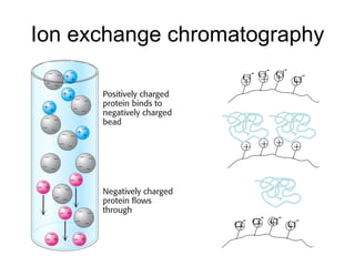 Ion exchange chromatography + + + + Cl - Cl - Cl - Cl - + + + + + + + + Cl - Cl - Cl - Cl - 