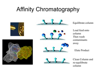 Affinity Chromatography Equilibrate column Load feed onto column Then wash contaminants away Elute Product Clean Column and re-equilibrate column 