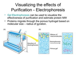 Visualizing the effects of Purification - Electrophoresis Gel Electrophoresis  can be used to visualize the effectiveness of purification and estimate protein MW Proteins migrate through the porous hydrogel based on molecular size – radius of gyration. 