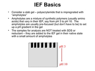 IEF Basics Consider a slab gel – polyacrylamide that is impregnated with “ampholytes”  Ampholytes are a mixture of synthetic polymers (usually amino acids) that vary in their IEP, say from pH 3 to pH 10.  The ampholytes are usually pre-focused (but don’t have to be) to set up a pH gradient in the gel The samples for analysis are NOT treated with SDS or reductant – they are added to the IEF gel in their native state with a small amount of ampholytes pH 3 pH 10 