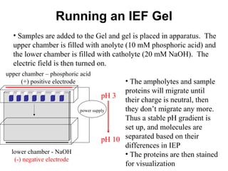 Running an IEF Gel pH 3 pH 10 Samples are added to the Gel and gel is placed in apparatus.  The upper chamber is filled with anolyte (10 mM phosphoric acid) and the lower chamber is filled with catholyte (20 mM NaOH).  The electric field is then turned on.  upper chamber – phosphoric acid (+) positive electrode lower chamber - NaOH (-) negative electrode power supply The ampholytes and sample proteins will migrate until their charge is neutral, then they don’t migrate any more.  Thus a stable pH gradient is set up, and molecules are separated based on their differences in IEP The proteins are then stained for visualization  