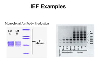 IEF Examples Monoclonal Antibody Production 