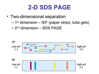 2-D SDS PAGE Two-dimensional separation 1 st  dimension – IEF (paper strips, tube gels) 2 nd  dimension – SDS PAGE 
