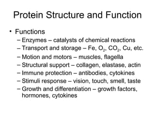 Protein Structure and Function Functions Enzymes – catalysts of chemical reactions Transport and storage – Fe, O 2 , CO 2 , Cu, etc. Motion and motors – muscles, flagella Structural support – collagen, elastase, actin Immune protection – antibodies, cytokines Stimuli response – vision, touch, smell, taste Growth and differentiation – growth factors, hormones, cytokines 